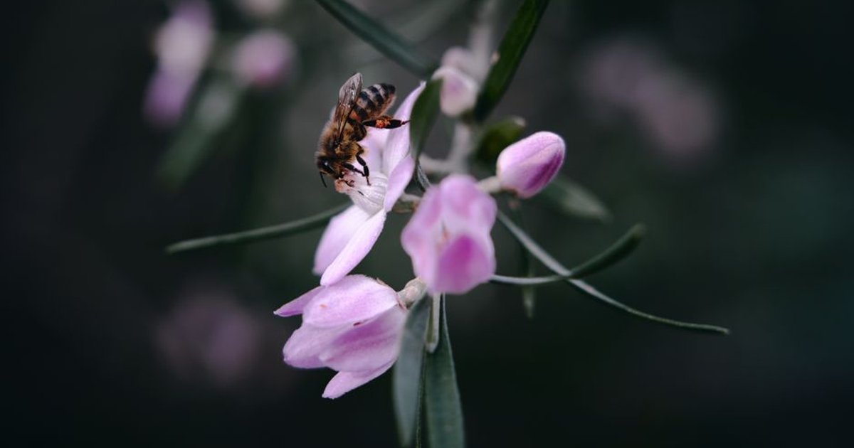 Cover Image for Australias Native Bees At Risk: Conservation Crisis And Opportunities In Western Australia