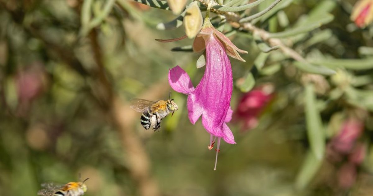Cover Image for Are Australias Native Bees Thriving Or Declining? Critical Insights For Business And Households In Western Australia
