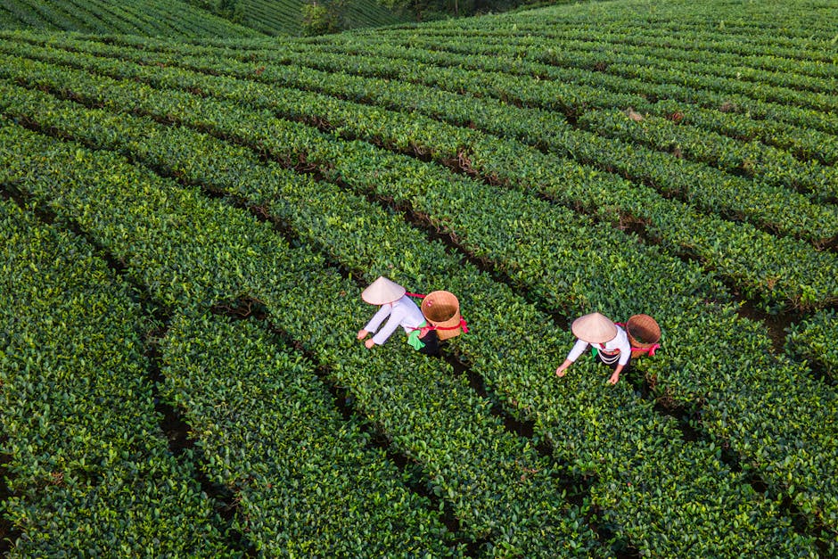 Cover Image for How Coffee And Tea Extracts Are Fueling The Next Generation Of Skincare And Nutricosmetics In Southeast Asia: Trends, Insights & Opportunities Across Singapore, Malaysia, Thailand, Indonesia, Vietnam, And The Philippines