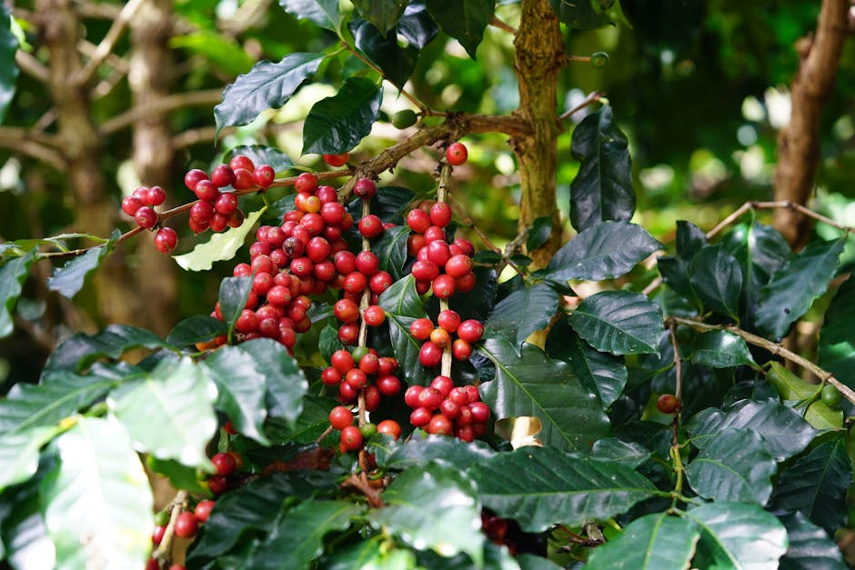 Cover Image for ZUS Coffee: Redefining Specialty Coffee Landscape in Southeast Asia