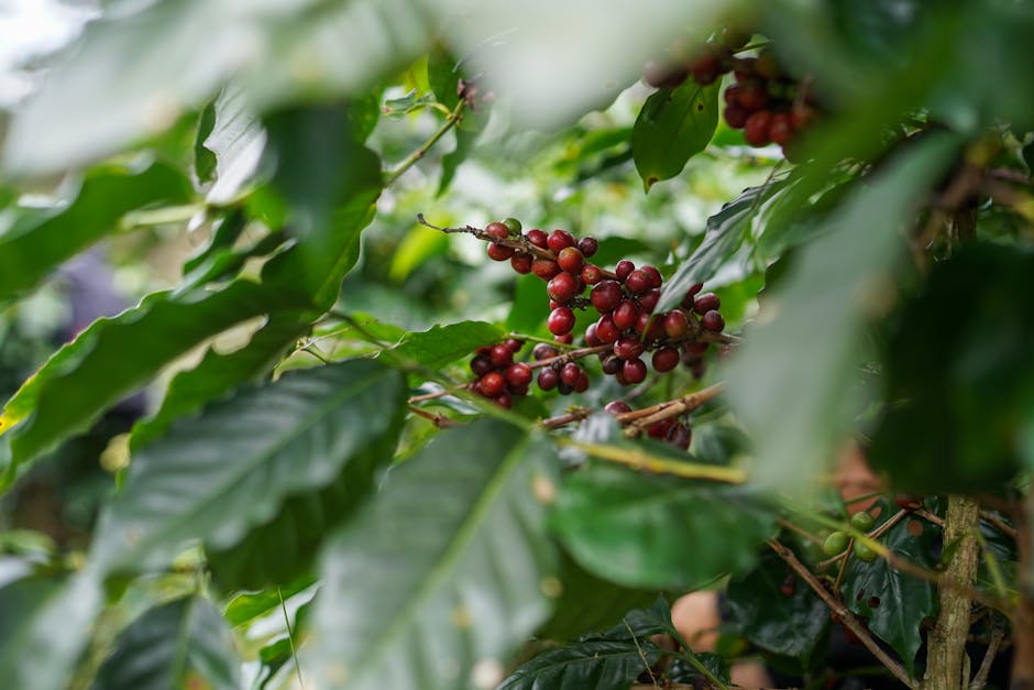 Cover Image for How Starbucks Is Revolutionizing Sustainable Coffee Sourcing In Indonesia And Vietnam: Tech Partnerships, Blockchain Traceability, And Climate Resilience For The Future Of Asian Coffee