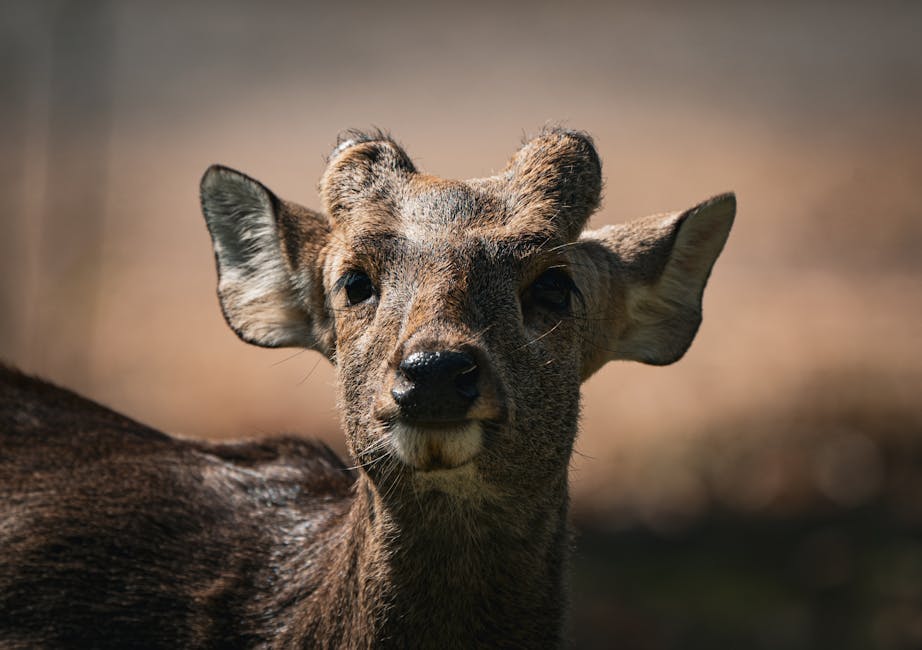 Cover Image for How Singapore Households In Bukit Timah, Jurong, Punggol & Bedok Can Use CPF OA Top-Ups To Retain Domestic Helpers Long-Term (2026 Guide)