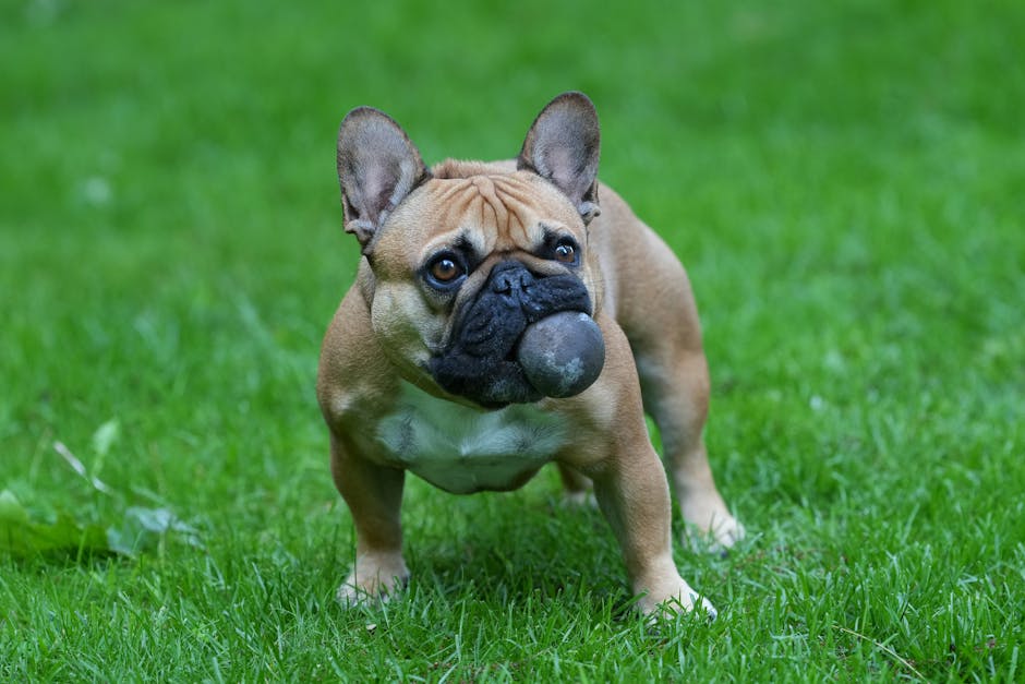Cover Image for The Rise of Pet Insurance in North American Retail: A Paradigm Shift in Pet Care