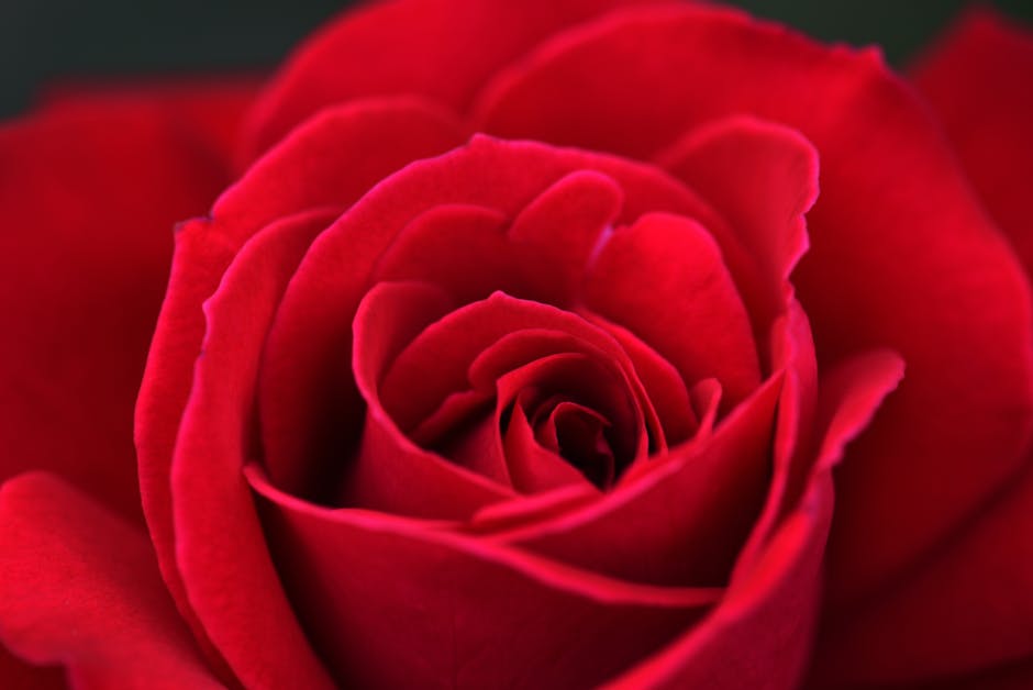 Regalrose Discount Code 'quimimo_15